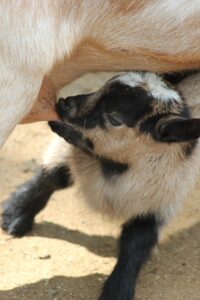 夜泣きに悩むパパママが育児休暇延長を判断するポイントは？