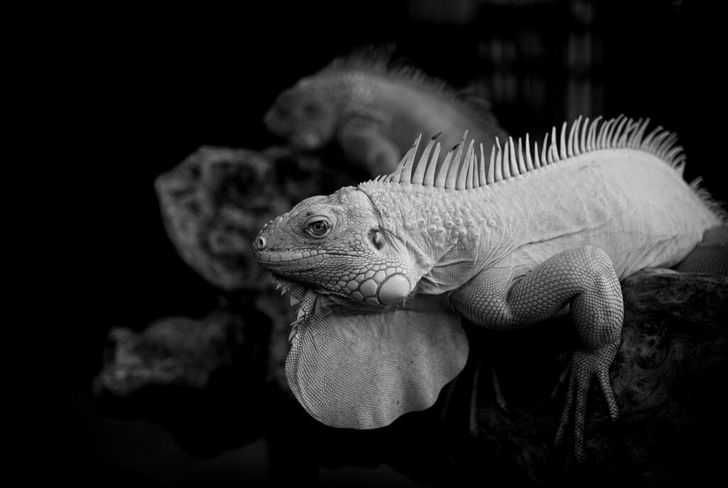 スワドルの新生児における使い方とは？