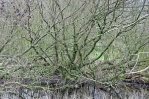 1歳の夜泣きの原因は何ですか？