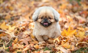 スワドル効果とは何か、赤ちゃんに与える影響は？