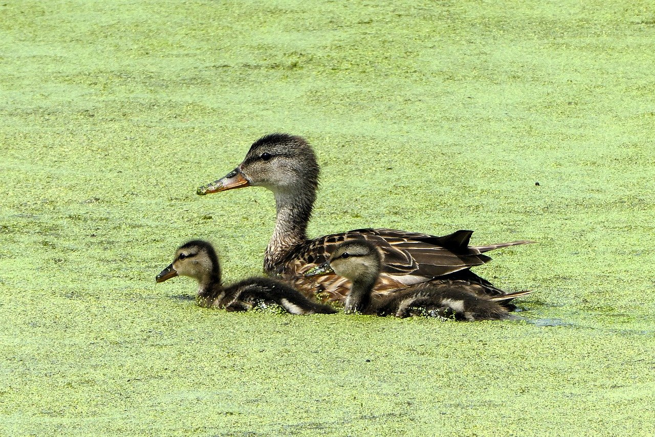 夜泣きのワンオペでの時間管理に役立つ方法は？