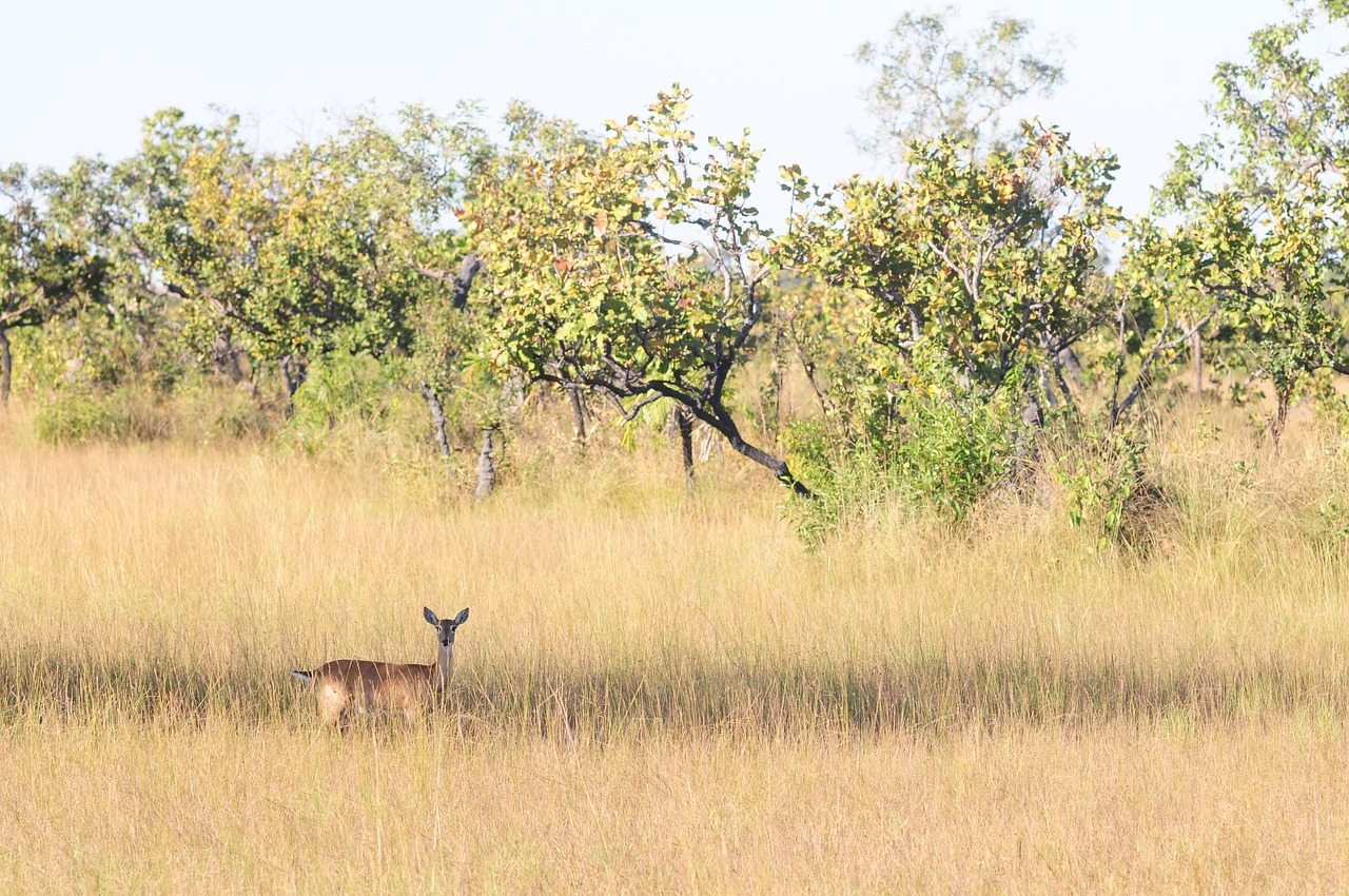 おくるみを使ったモロー反射の効果とは？