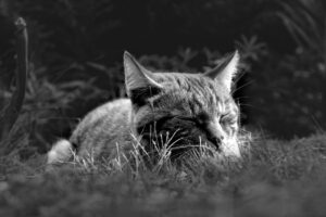 育児に役立つアプリで睡眠を改善する方法は？